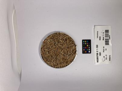 Click for 1 image(s) for this accession. SEED